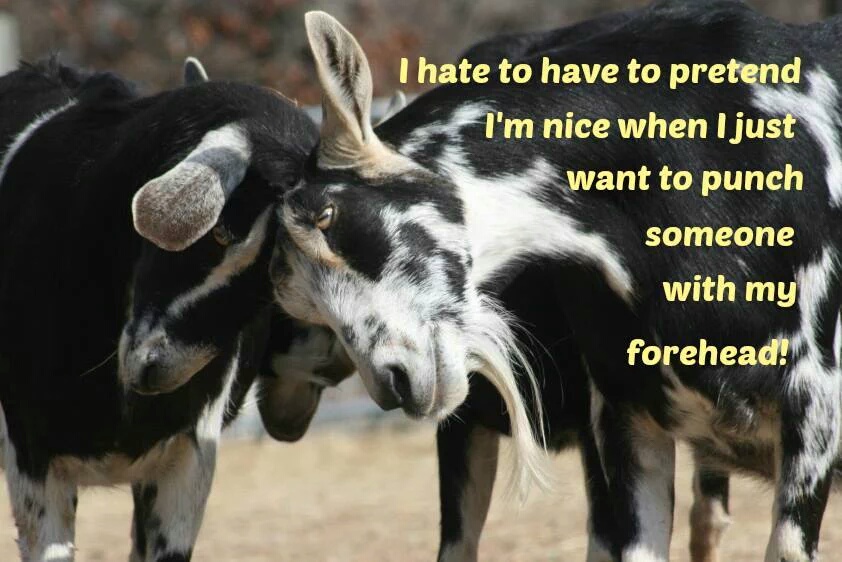 25 Goat Memes That Will Make You Go 'Bahahaha! 9 I hate to pretend - Goat Memes