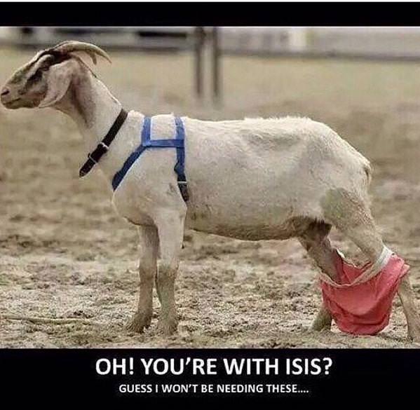 25 Goat Memes That Will Make You Go 'Bahahaha! 10 I wont be needing this - goat memes