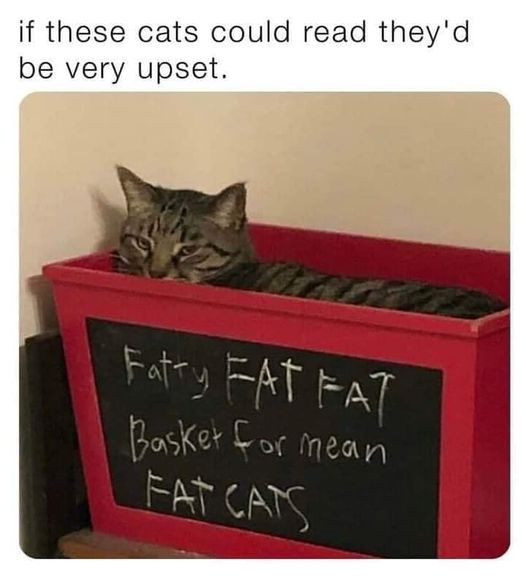 If These Cats Could Read