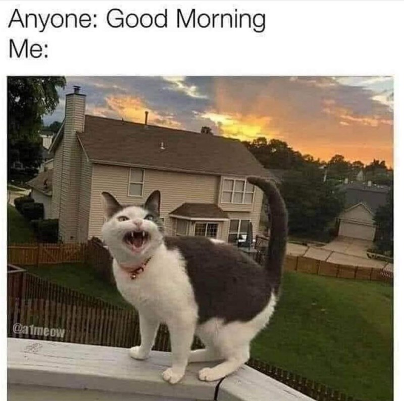good morning meme
