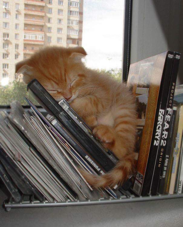 In cds - Cats sleeping
