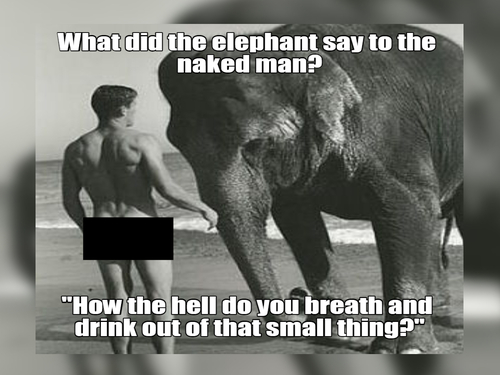 50 Inappropriate Jokes That Will Never be Appropriate 1 Elephant joke