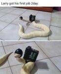 snake on job meme