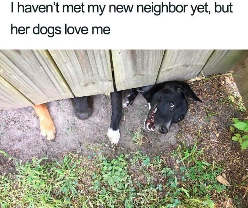 Love Thy Neighbors Dog - Animals