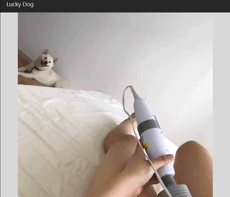 Lucky Dog 1 lucky dog meme
