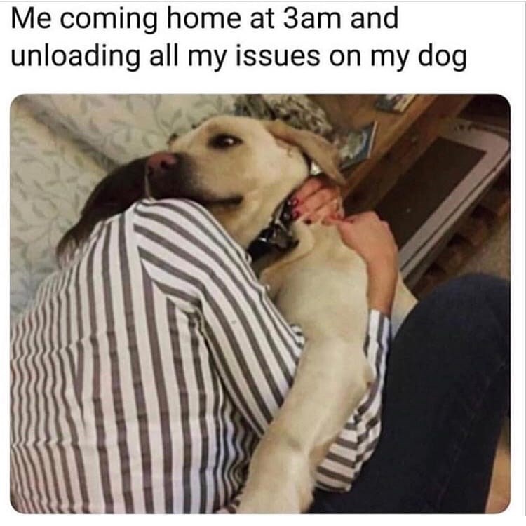 26 Pet Owner Memes That Will Have You Nodding In Agreement 12 Me coming home - pet owner memes