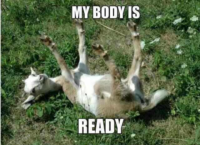 25 Goat Memes That Will Make You Go 'Bahahaha! 12 My body is ready - Goat memes