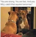 Dog and squirrel meme