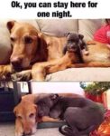 One Night meme
