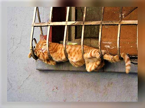 Passed_out_in_grill_-_Cats_sleep - FG