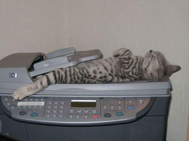 Printer - Cats sleeping