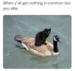 Pure vibe memes
