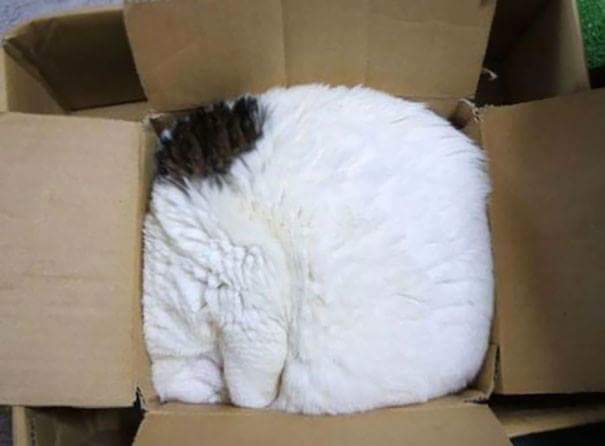 Sleeping in a box - Cats sleeping