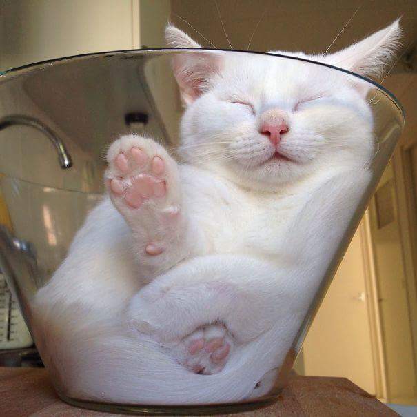 Sleeping in bowl - Cats sleeping