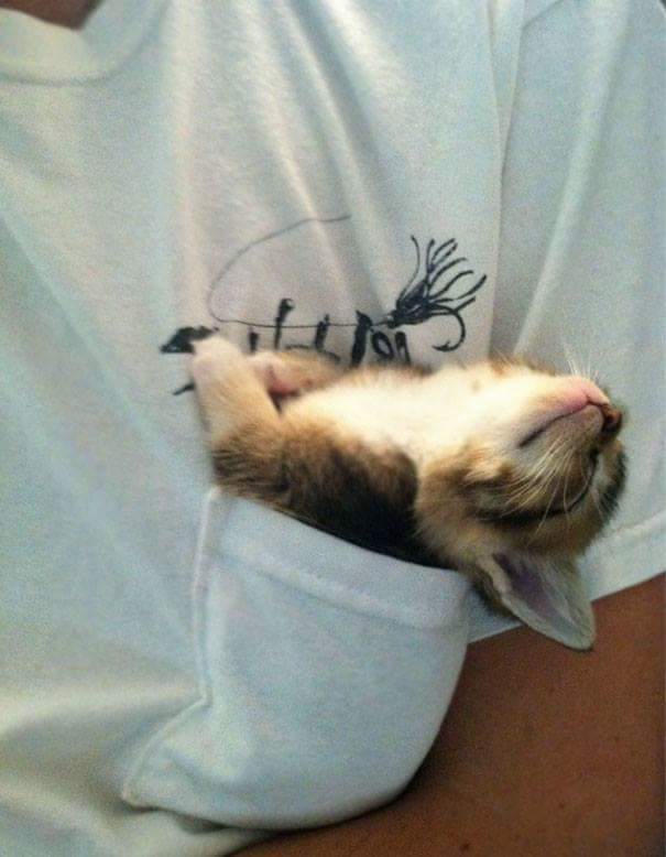 Sleeping in picket - Cats sleeping