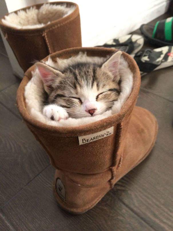 Sleeping in shoes - Cats sleeping