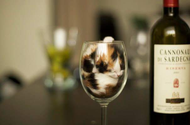 Sleeping in wine glass - Cats sleeping