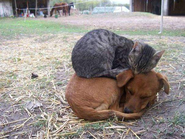 Sleeping on dog - Cats sleeping
