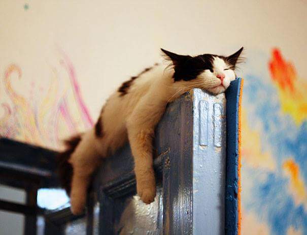 Sleeping on door - Cats sleeping
