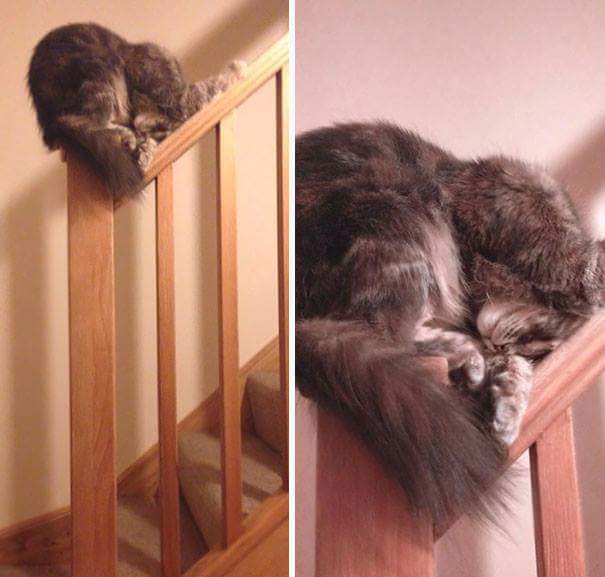 Sleeping on railing - Cats sleeping