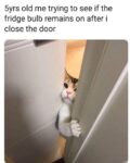 fridge bulb meme