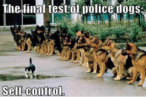 20 Self Control Memes That Will Make You Want to Take Charge 11 The final test of police dogs - self control memes