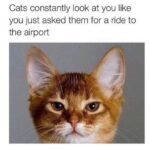 Cats constantly looking at you meme