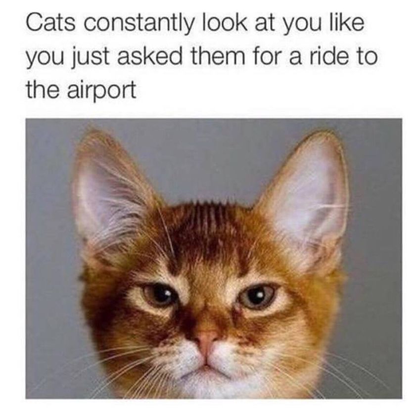 Cats constantly looking at you meme
