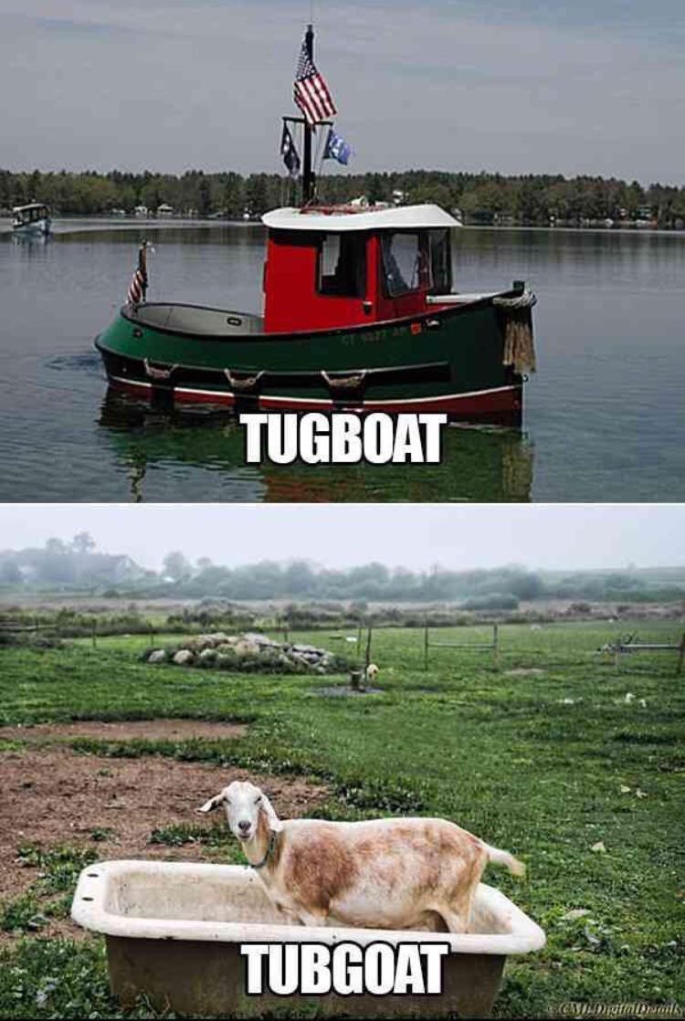 25 Goat Memes That Will Make You Go 'Bahahaha! 16 Tugboat - Goat Meme
