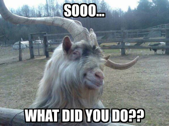 25 Goat Memes That Will Make You Go 'Bahahaha! 17 WHat diid you do - Goat Memes