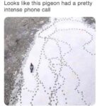 piegon on phone call meme