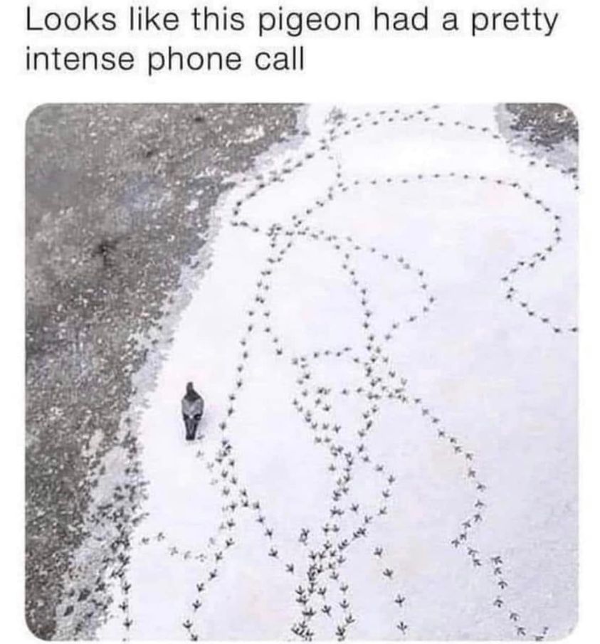 piegon on phone call meme