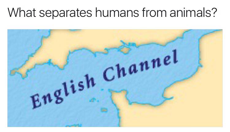25 British Memes That Will Make You Laugh All The Way To Buckingham Palace 14 What seperates humans from animals - british memes
