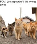 cat gang meme