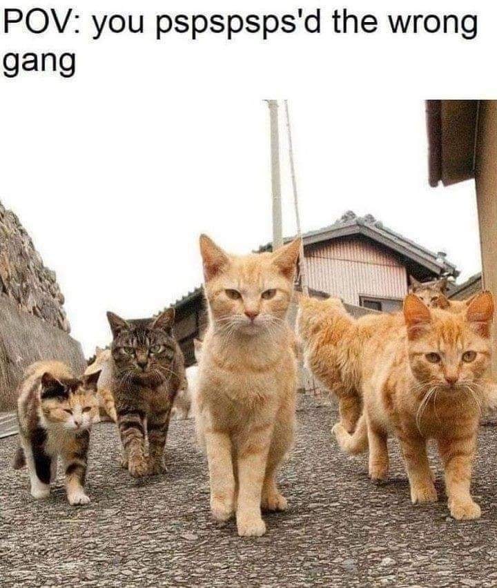 You Will Never Pspsps Again 1 cat gang meme