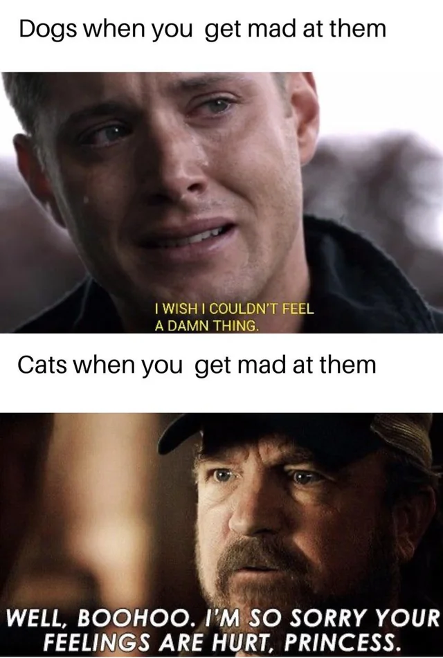 18 Dog vs Cat Memes That Will Make You Laugh & Pick a Side 7 dogs when you get mad at them vs cats when you get mad at them - dog vs cat memes