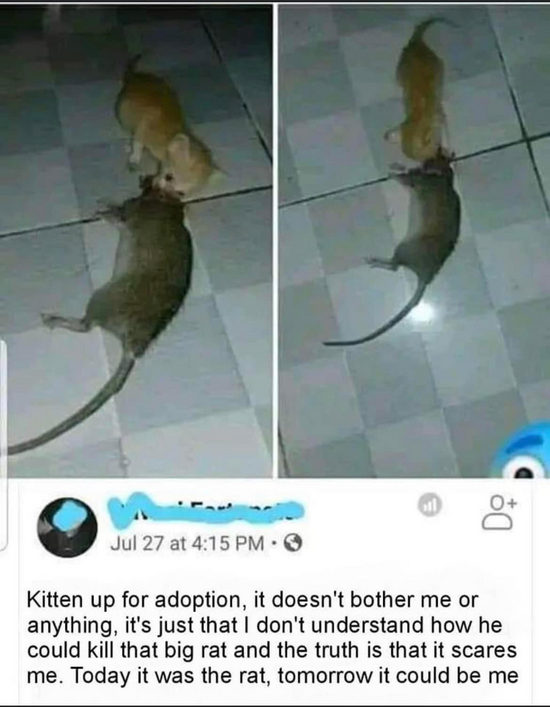 25 Sunday Memes That Will Instantly Brighten Your Day 10 kitten for adoption - Sunday memes