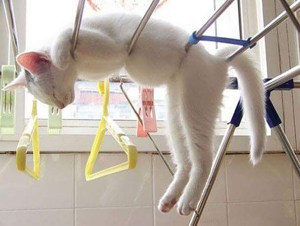 laundry rods - Cats sleeping