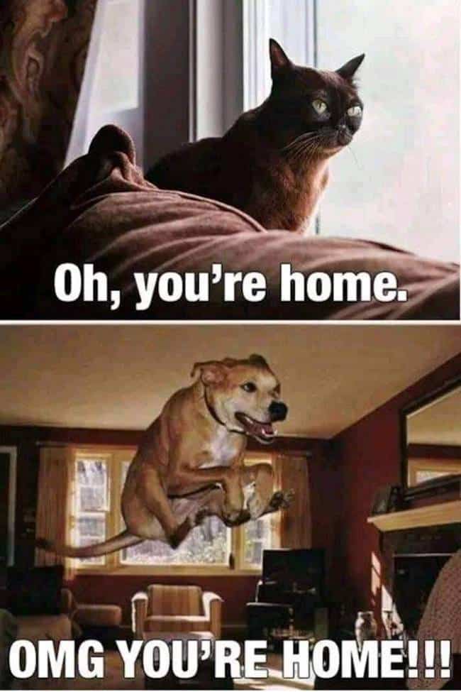 20 Memes That Show What Happens When An Extrovert Meets An Introvert 12 oh you're home - Extrovert Meets An Introvert