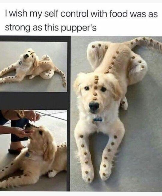 20 Self Control Memes That Will Make You Want to Take Charge 8 self control as this puppy