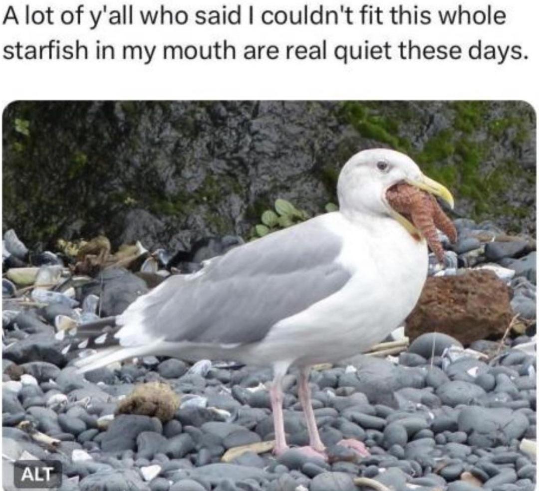 25 Sunday Memes That Will Instantly Brighten Your Day 14 starfish in mouth meme - Sunday memes