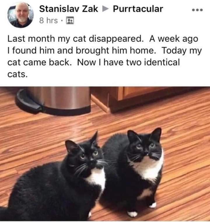 two cat memes
