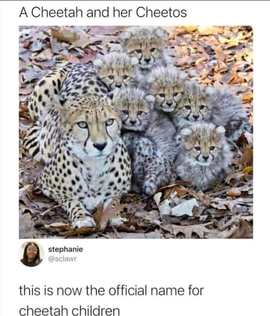 A Cheetah And Her Cheetos 1 cheetah meme
