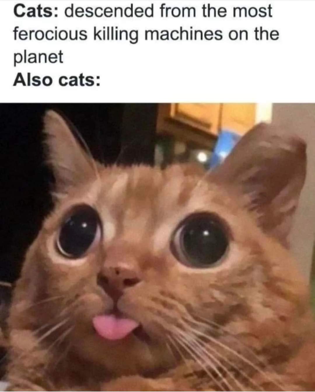 25 Hilarious Crying Cat Memes That Will Have You In Tears Of Laughter 25 Hilarious Crying Cat Memes That Will Have You In Tears Of Laughter