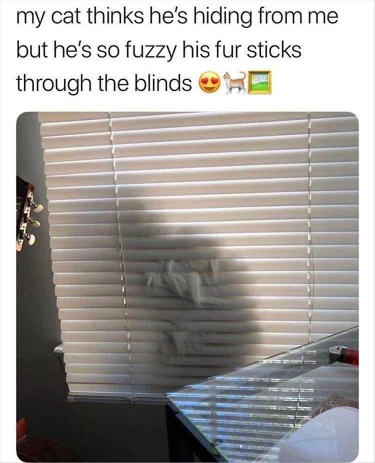 26 Hilarious Sunday Memes To End the Week On A Funny Note 4 Cat thinks he is hiding