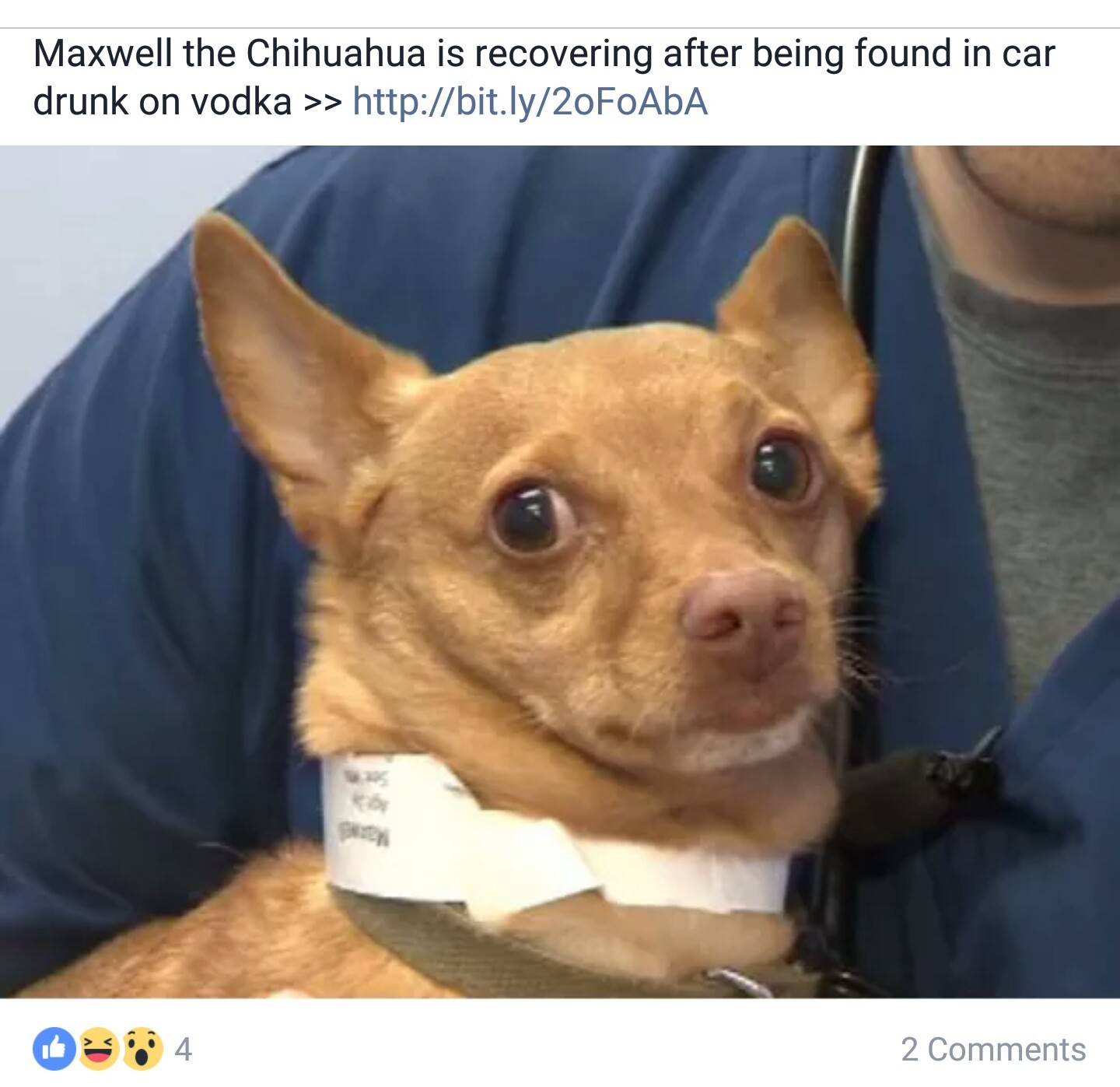 Chihuahua is recovering