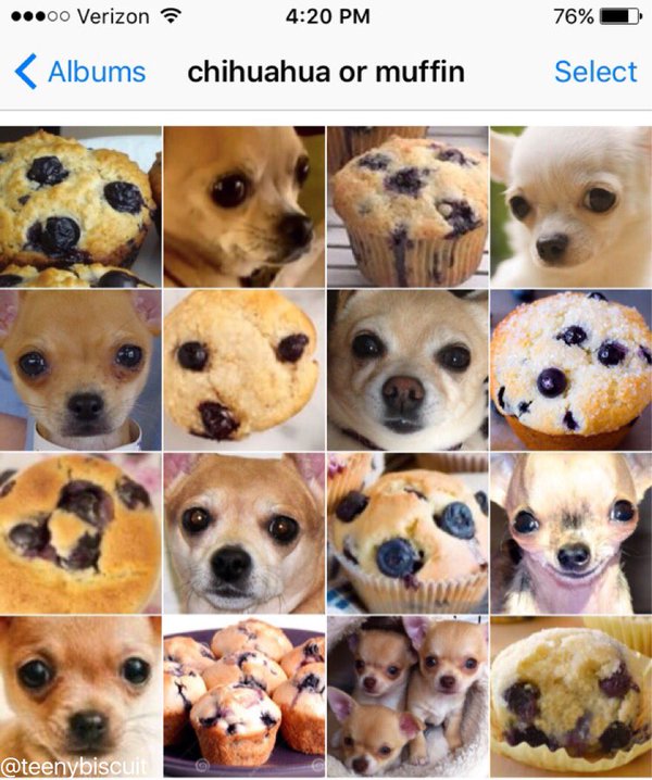 Chihuahua or muffin