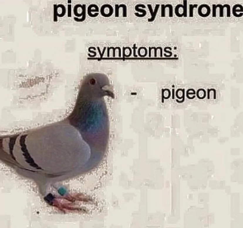 pigeon memes
