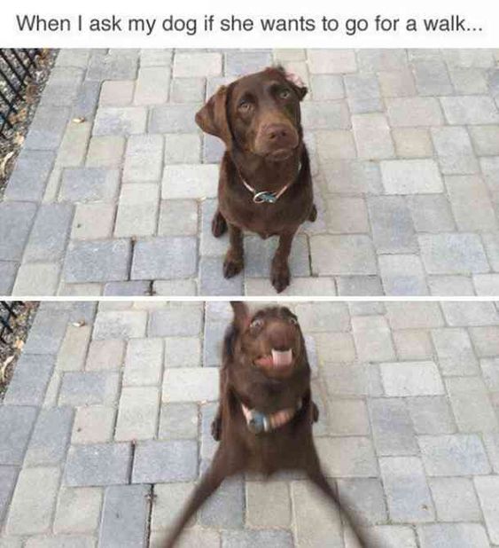 Dogs Everytime… 1 Taking dog for a walk meme
