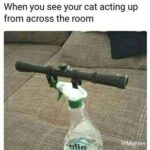How To Control Your Cat meme
